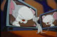 Brain demonstrates the power of Television to Pinky