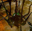 War Of The Worlds, Hines.